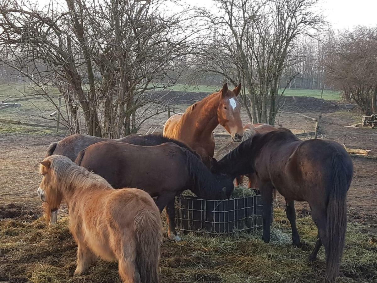 Апартаменты Muehlenberger Ponyhof Дуйсбург Экстерьер фото